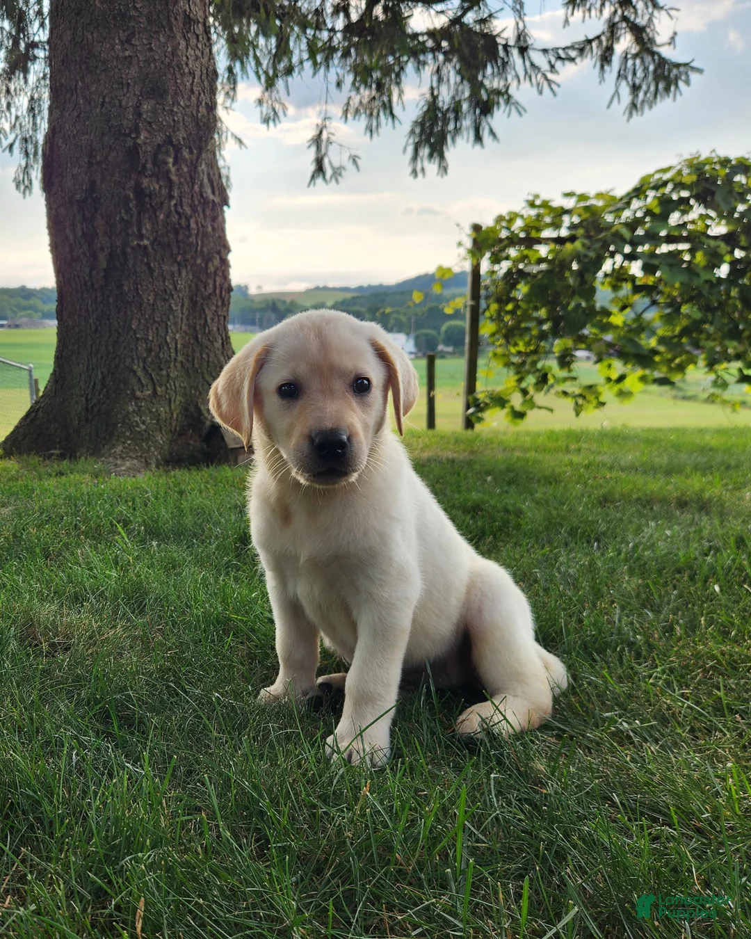 Labrador Retriever dogs for sale: Jess - Ad 2
