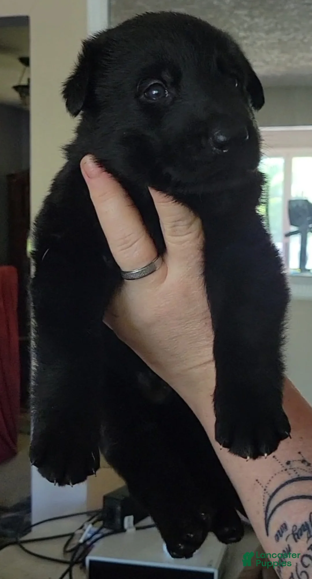 German Shepherd dogs for sale: German Shepherd Puppy 1 - Ad 5