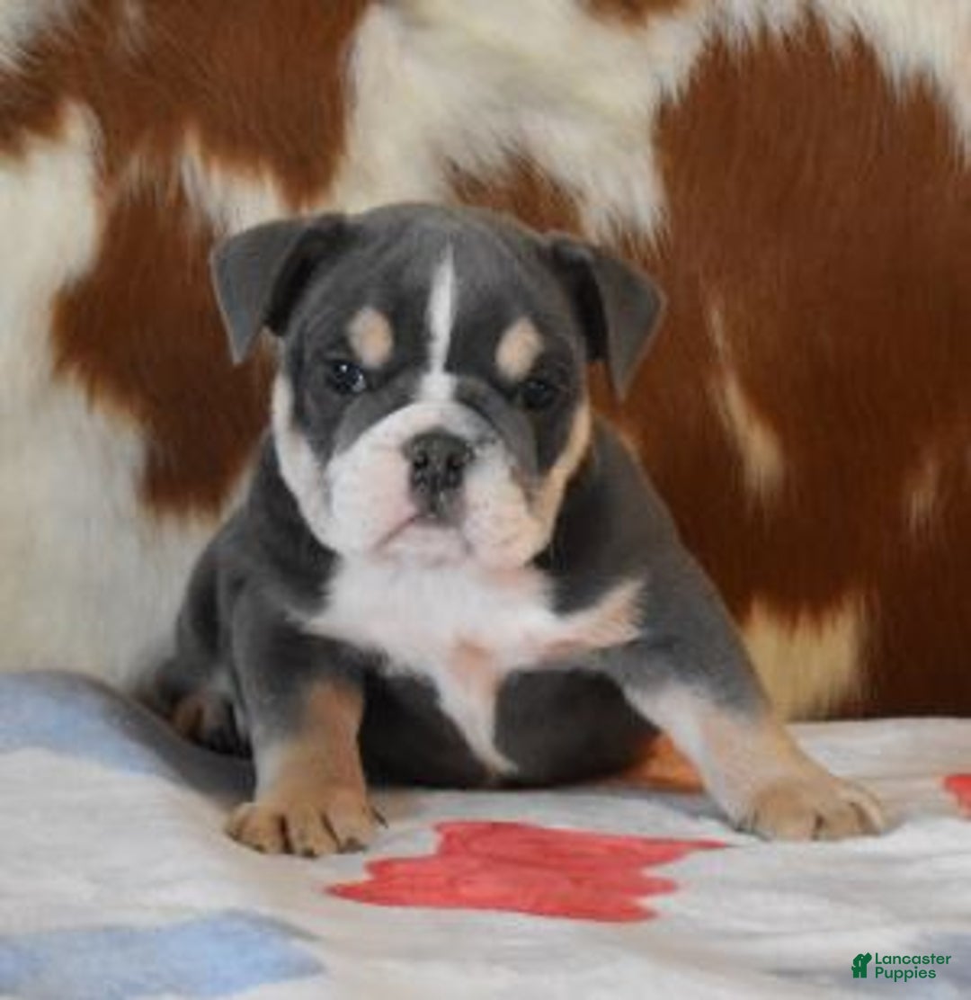 English Bulldog dogs for sale: TOBY BLUE AND WHITE - Ad 3