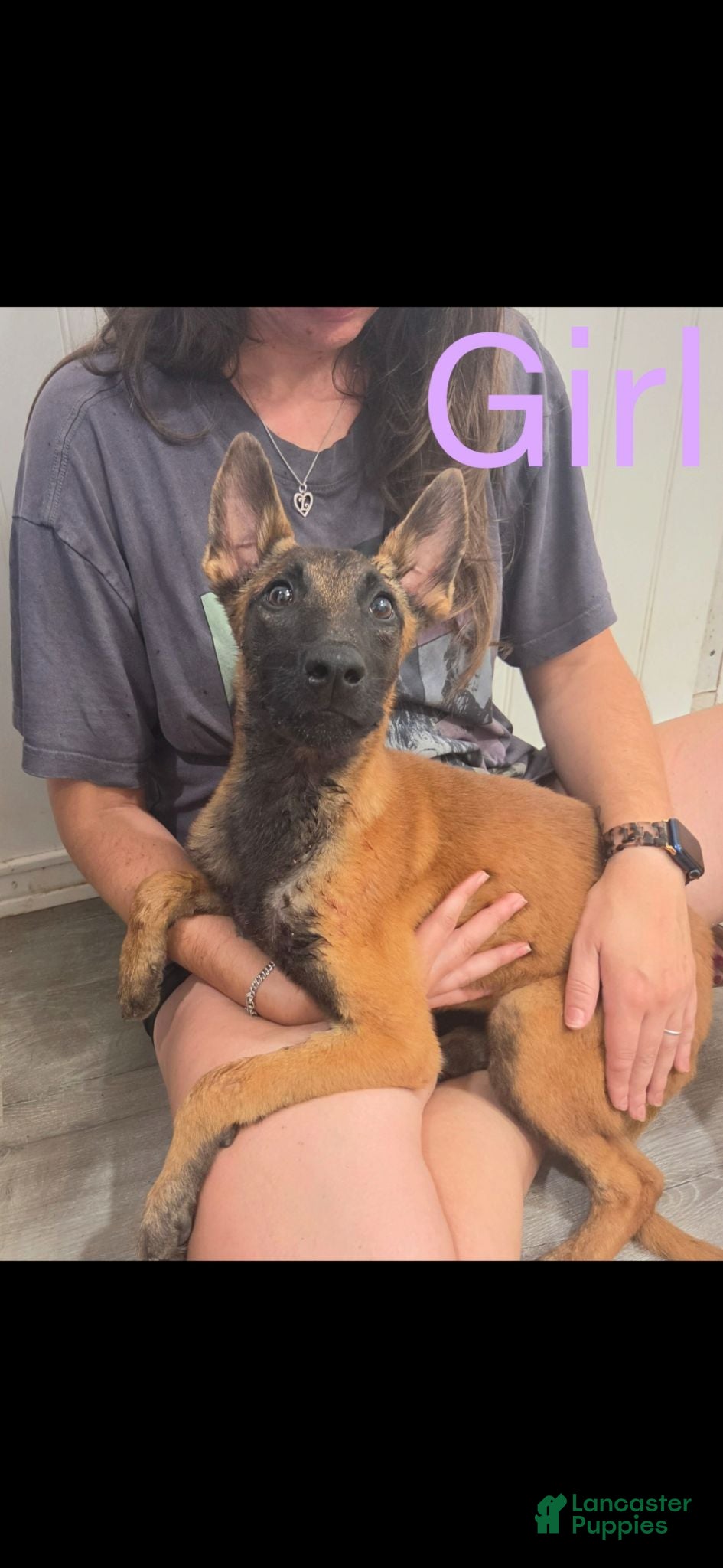 Belgian Malinois dogs Belgian Malinois 2 - Ad 11