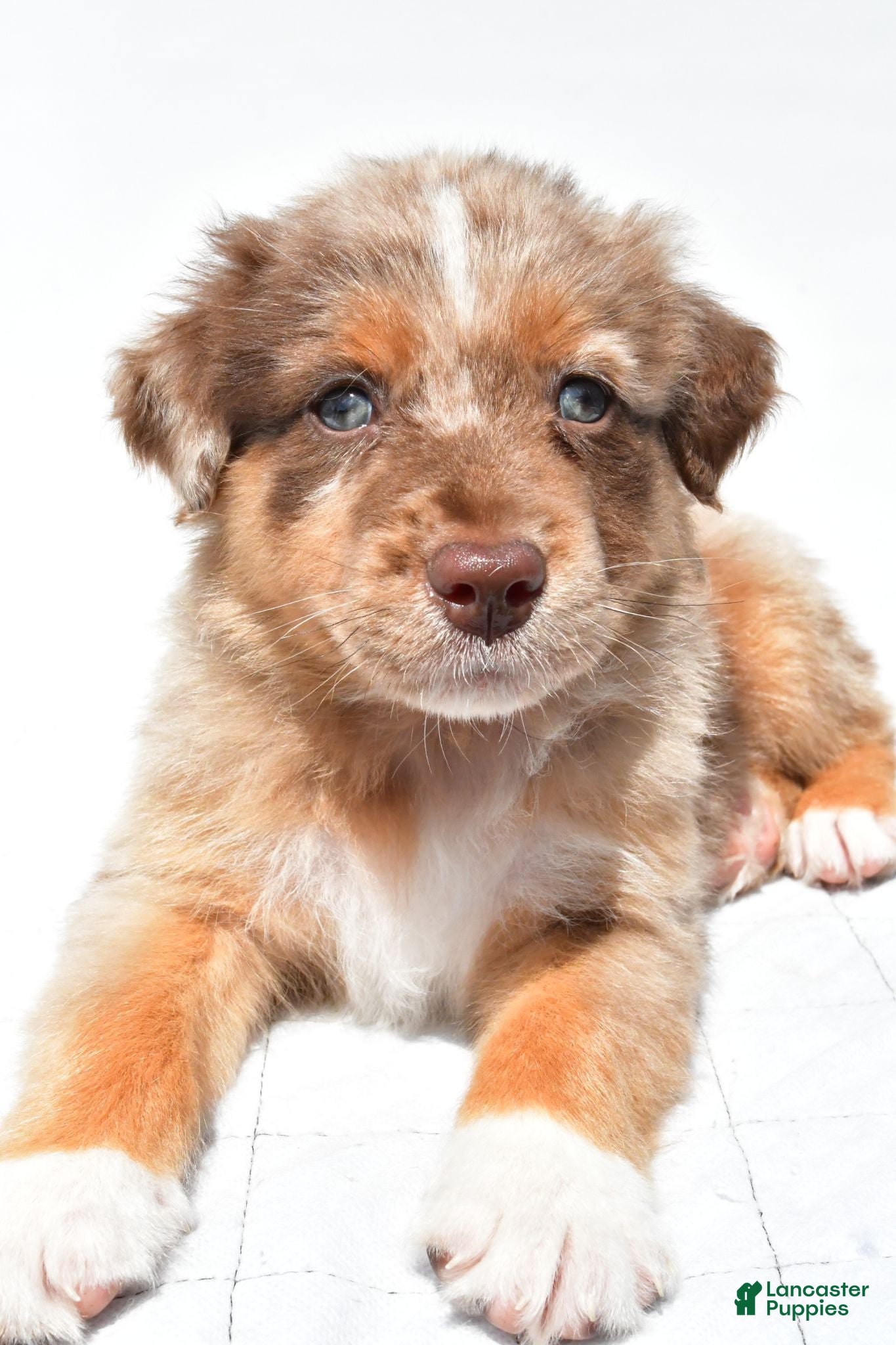 Australian Shepherd dogs Lee - Ad 2