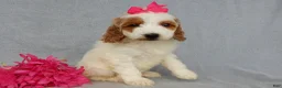 Mini Goldendoodle dogs for sale: Princess-MEDIUM - Ad 6