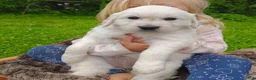 Golden Retriever dogs for sale: Rosie - Ad 5