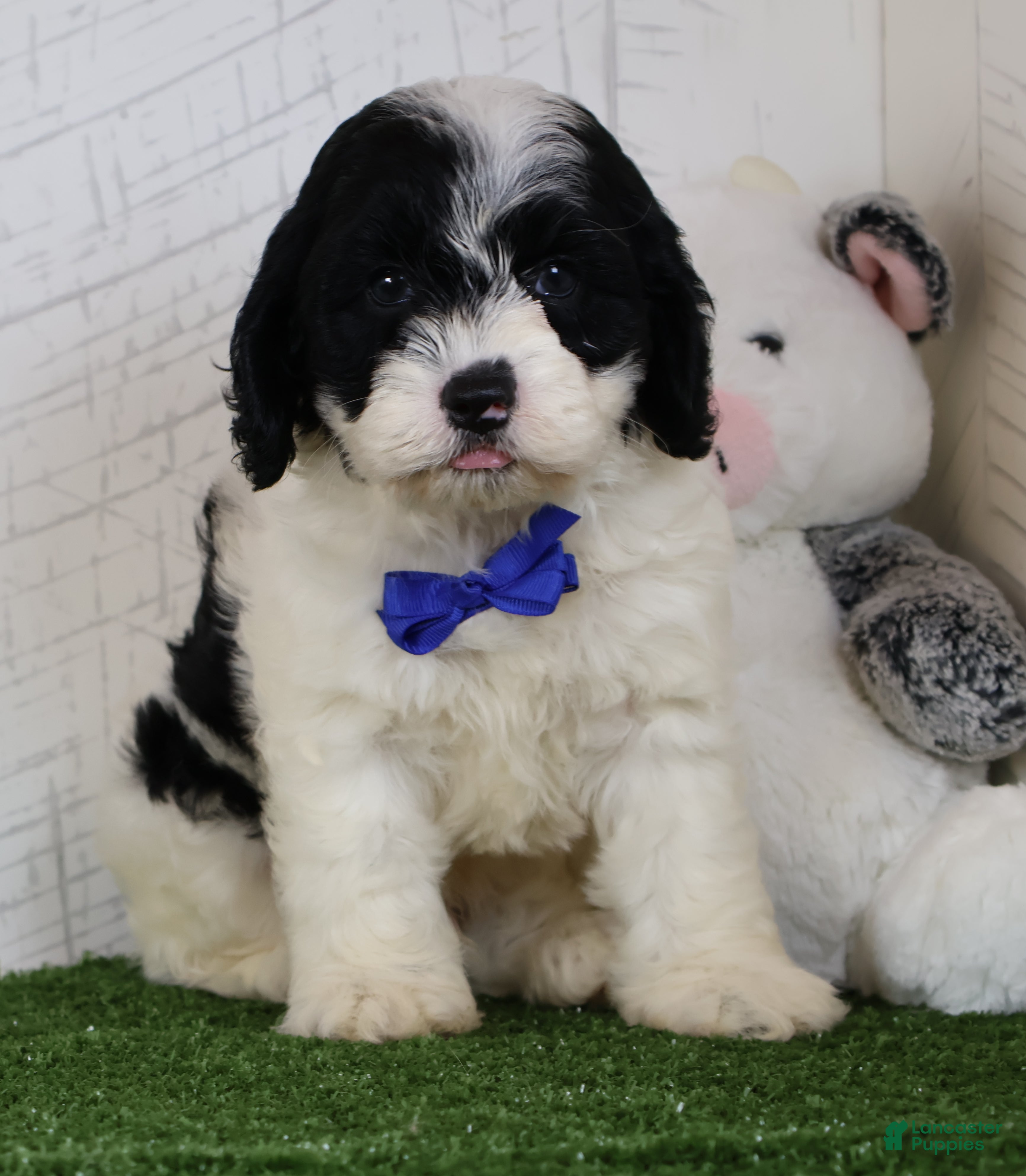 Cockapoo dogs Chip - Ad 1
