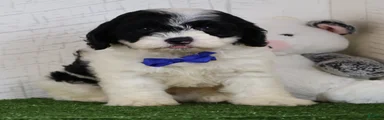 Chip