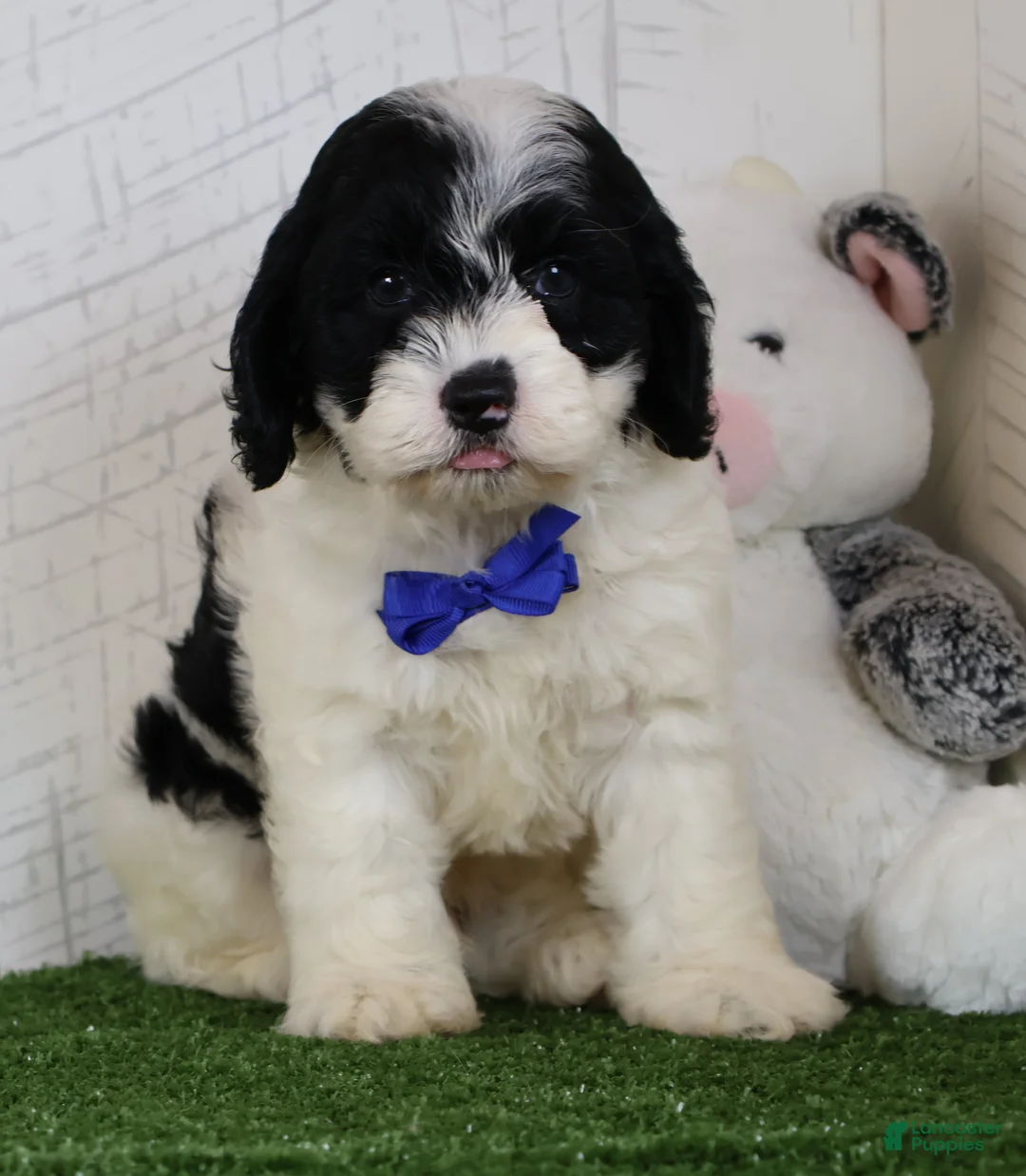 Cockapoo dogs for sale: Chip - Ad 1