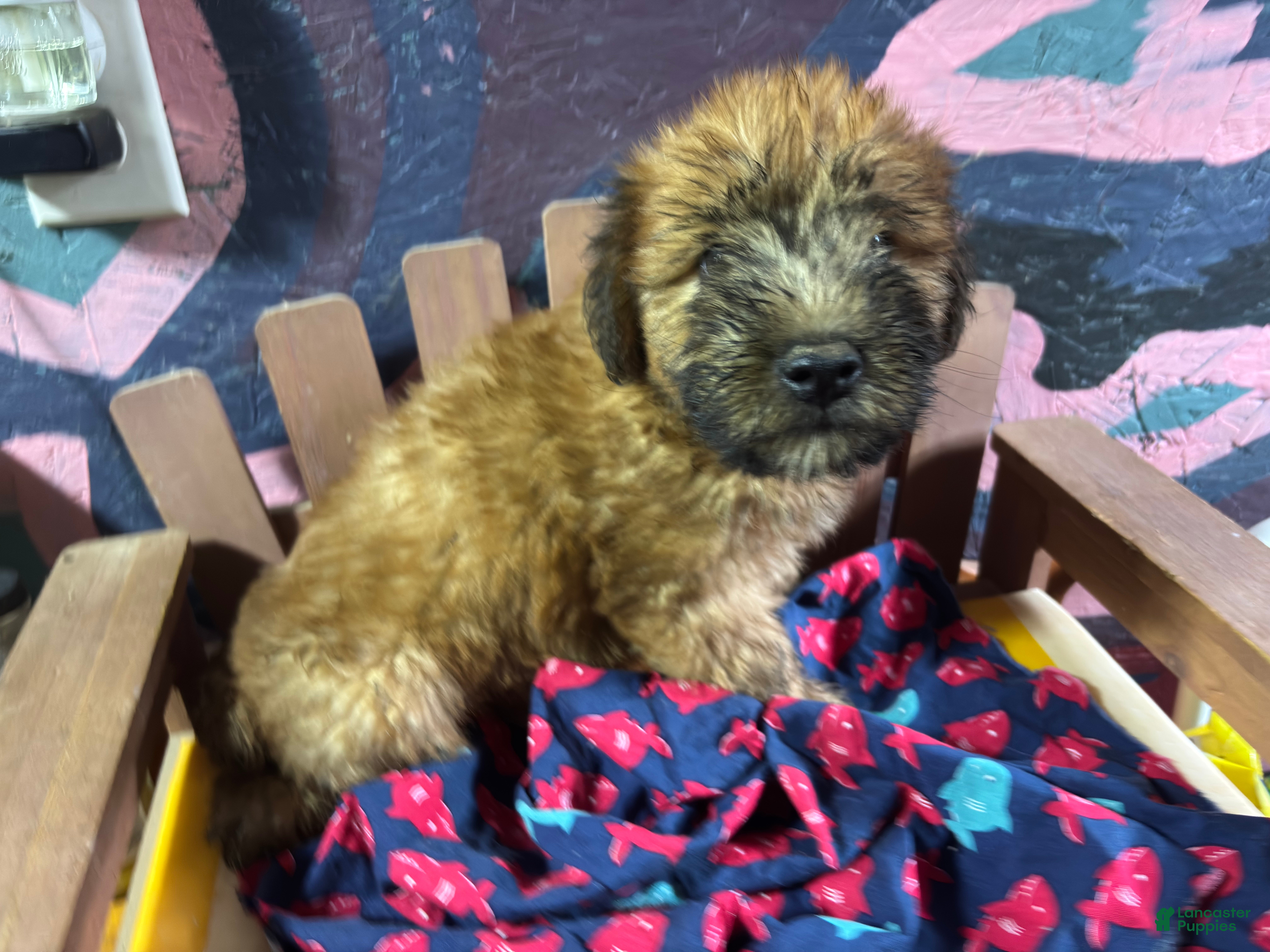 Soft Coated Wheaten Terrier dogs Miguel - Ad 1