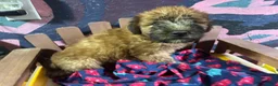 Soft Coated Wheaten Terrier dogs for sale: Miguel - Ad 1