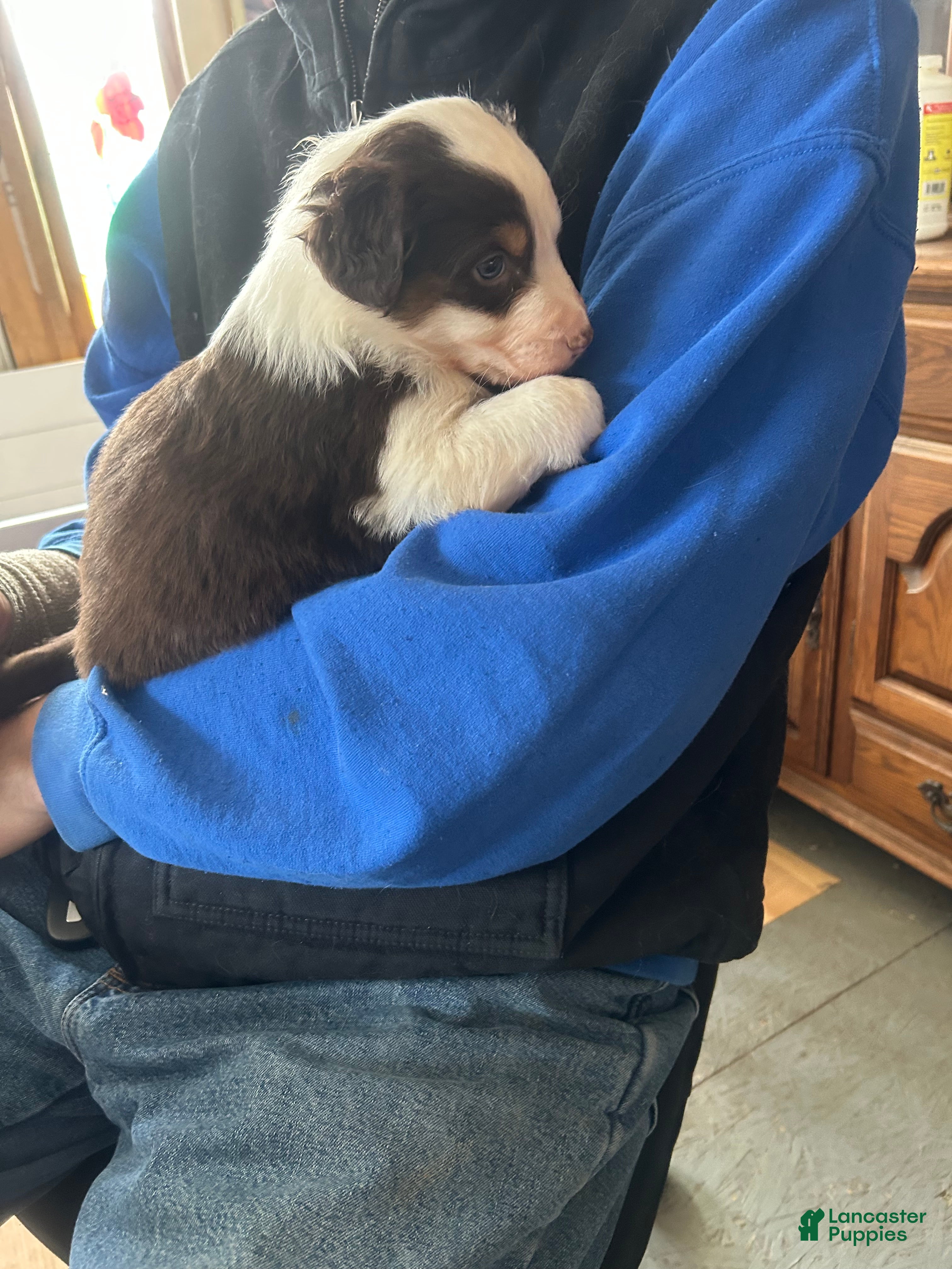 Australian Shepherd dogs Annie Oakley - Ad 2