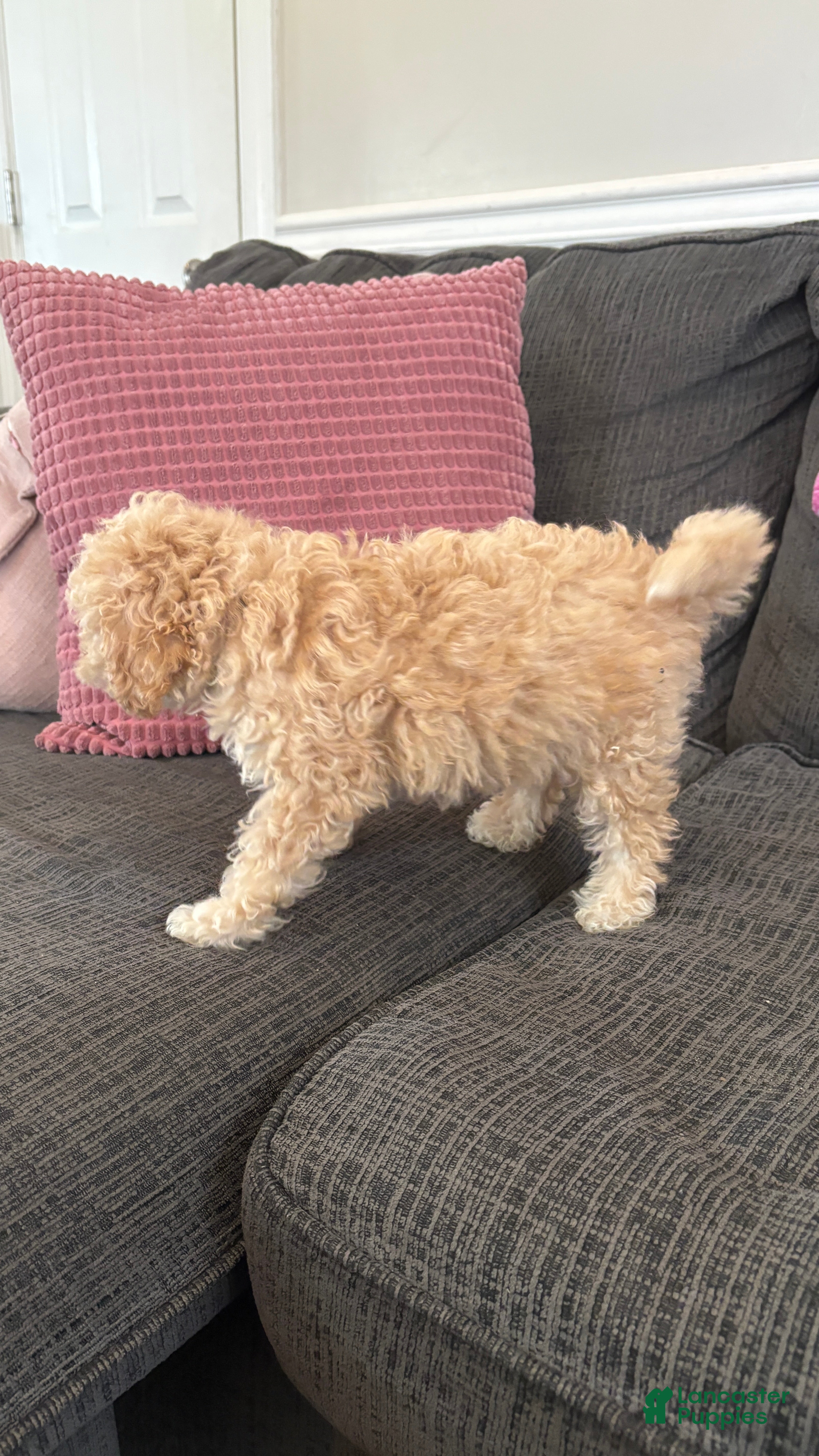 Miniature Poodle dogs Miniature Poodle 1 - Ad 2