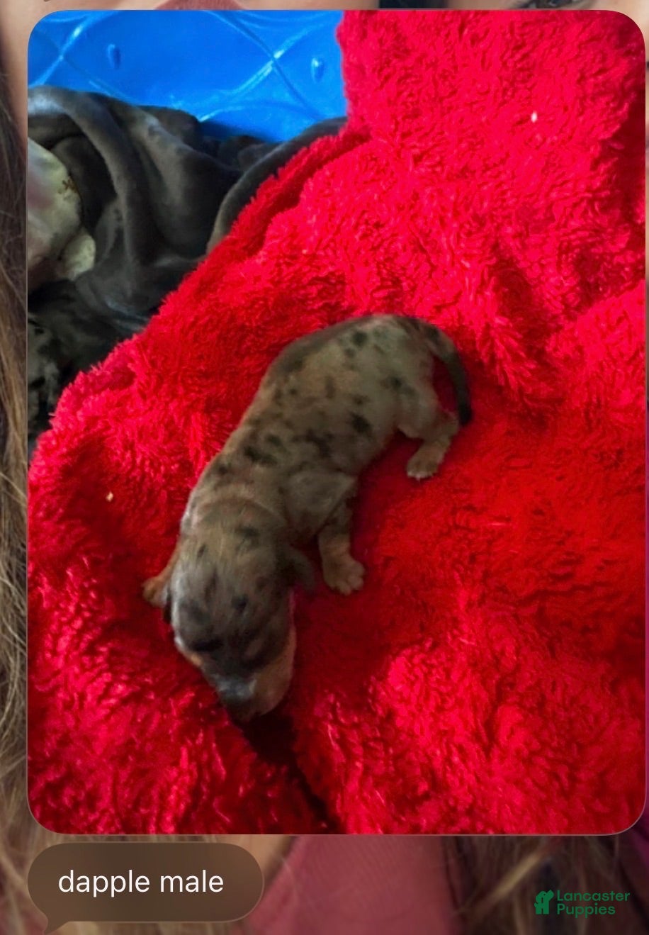 Miniature Dachshund dogs Nola - Ad 37