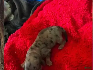 Miniature Dachshund dogs Nola - Ad 37