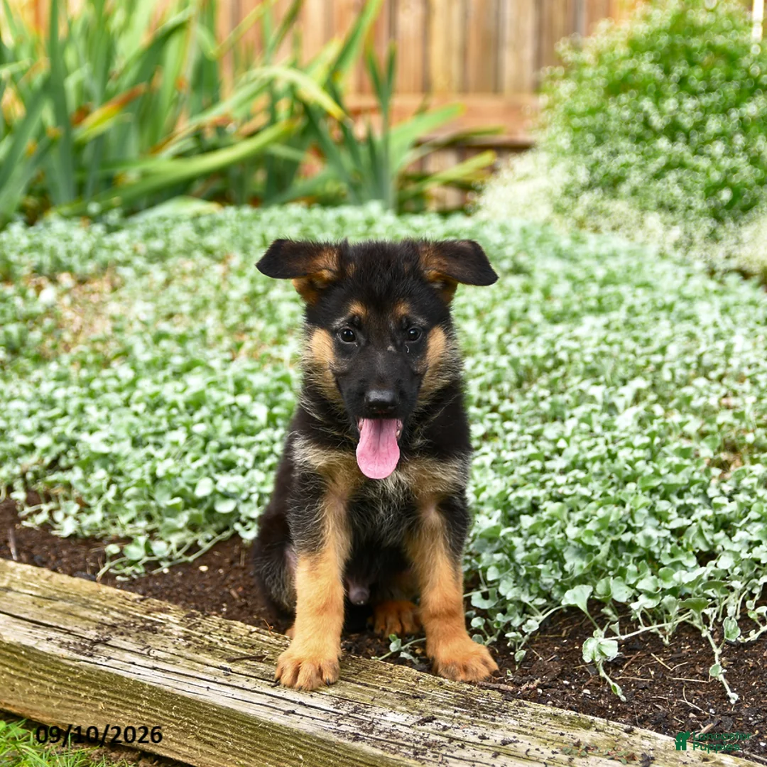 German Shepherd dogs for sale: Vance - Ad 2