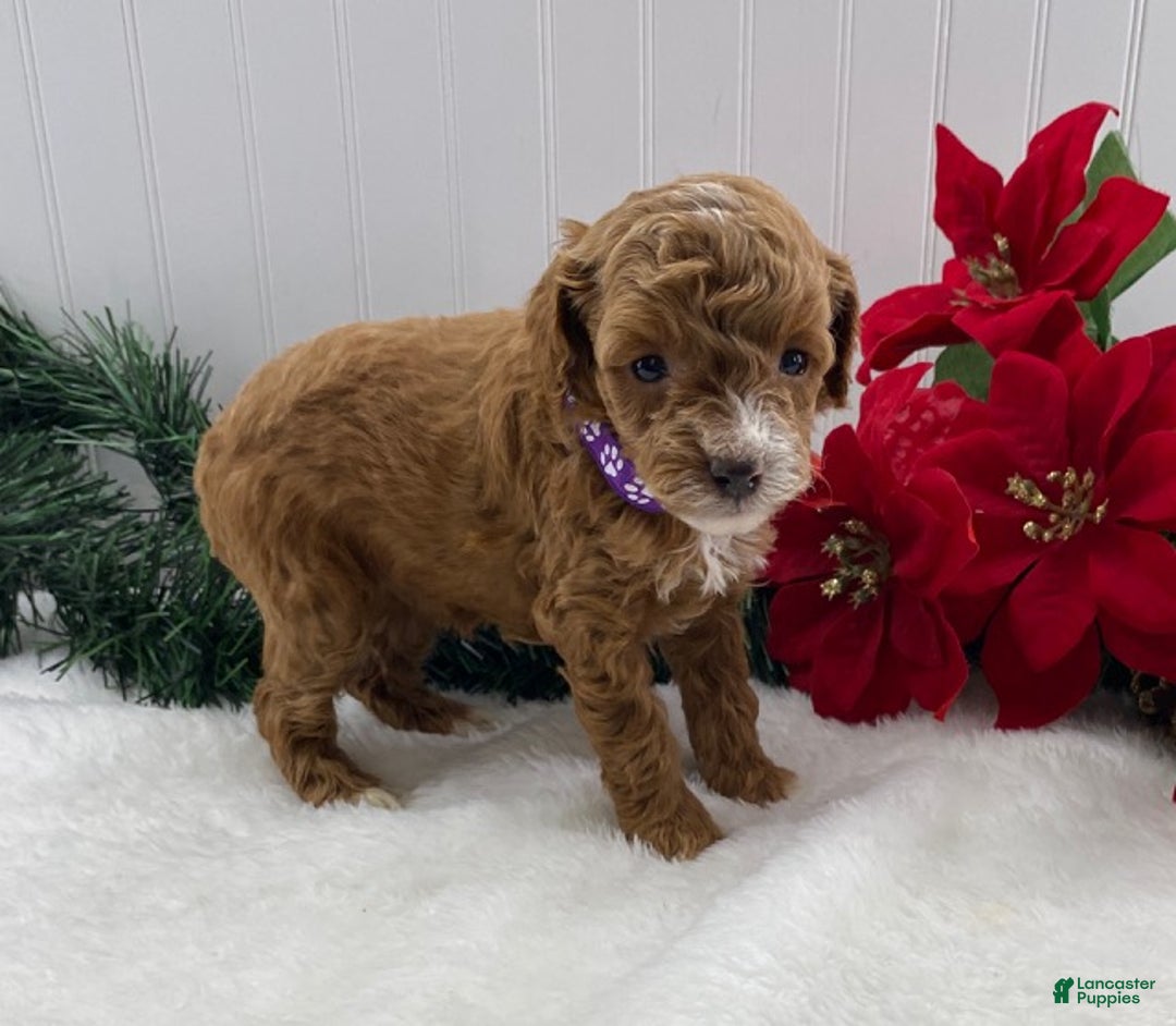 Toy Poodle dogs for sale: Tilly - Ad 5