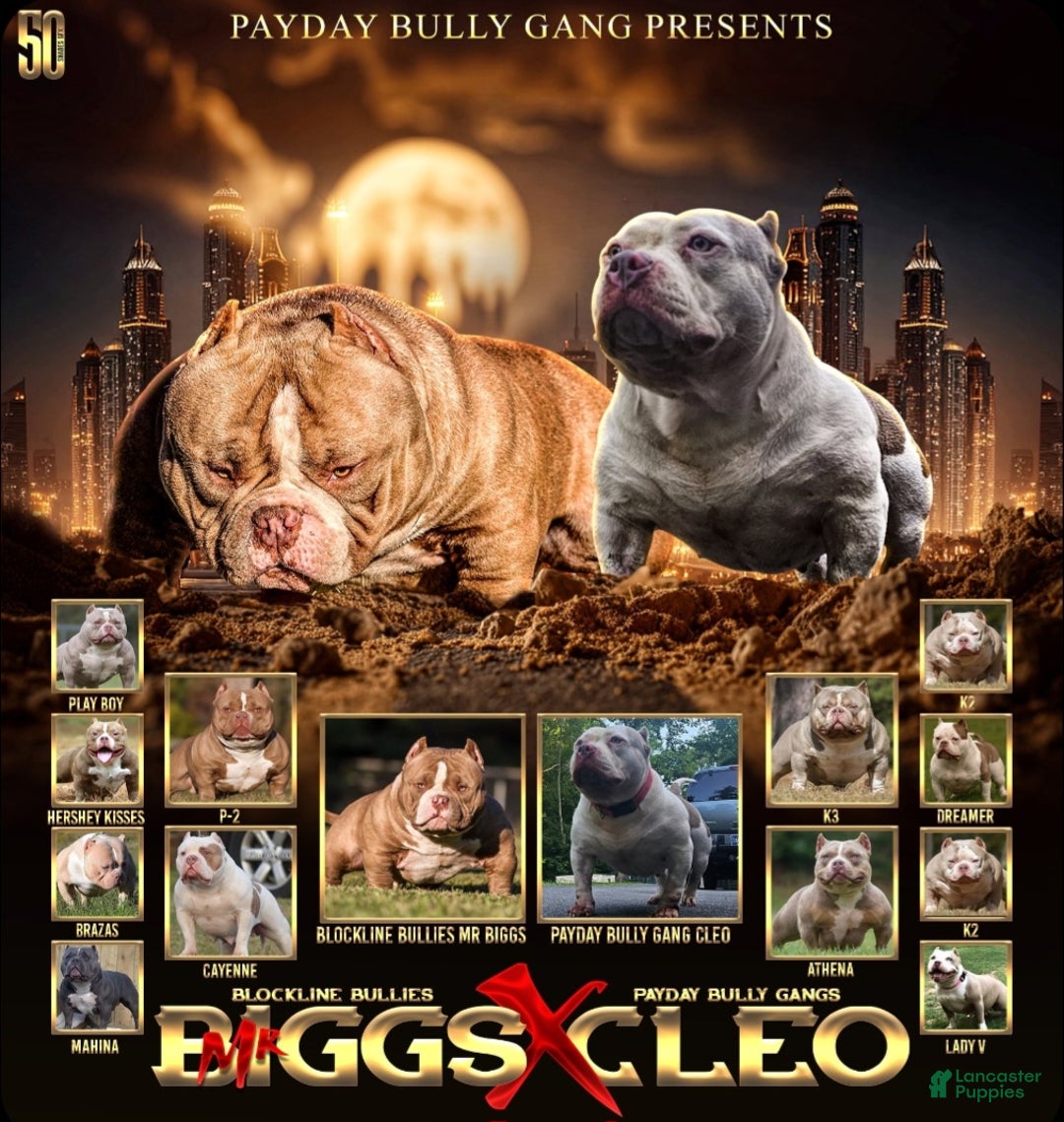 American Bully dogs for sale: American Bully Puppy 1 - Ad 10