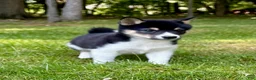 Shiba Inu dogs for sale: Shiba Inu Male - Ad 6