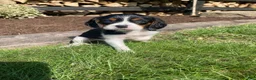 Beaglier dogs for sale: Abby - Ad 3
