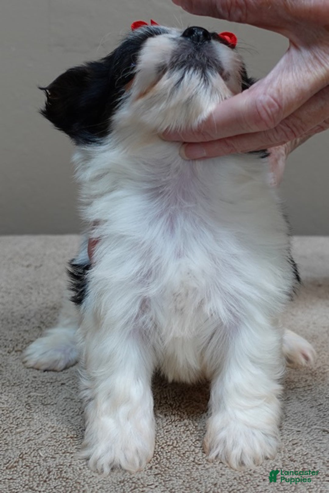 Yorkshire Terrier dogs for sale: Presley dob 10/13 - Ad 2