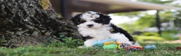 Mini Bernedoodle dogs for sale: Chloe - Ad 9
