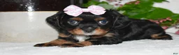 Cavalier King Charles Spaniel dogs for sale: Cavalier King Charles Spaniel 5 - Ad 4
