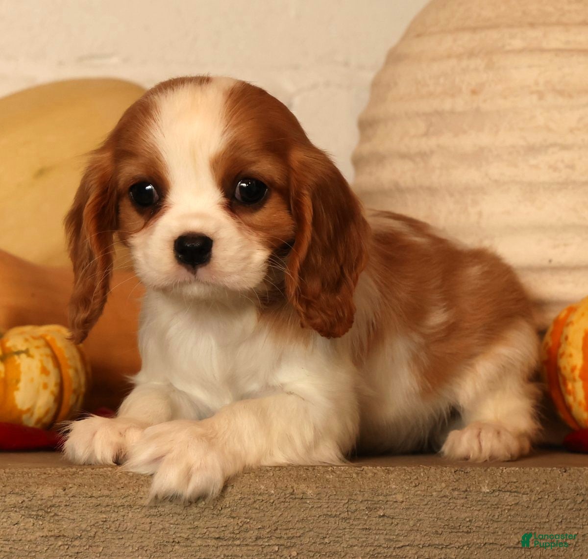Cavalier King Charles Spaniel dogs Bree - Ad 1