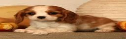 Cavalier King Charles Spaniel dogs for sale: Bree - Ad 1