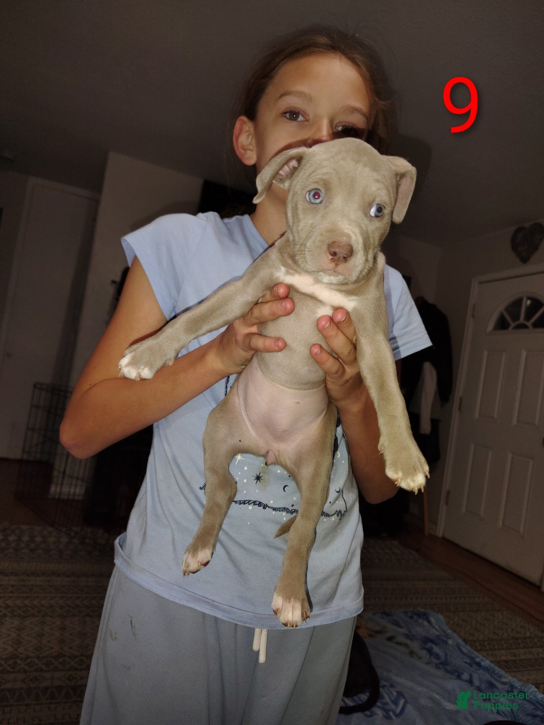 American Pit Bull Terrier dogs for sale: American Pit Bull Terrier Puppy 1 - Ad 2