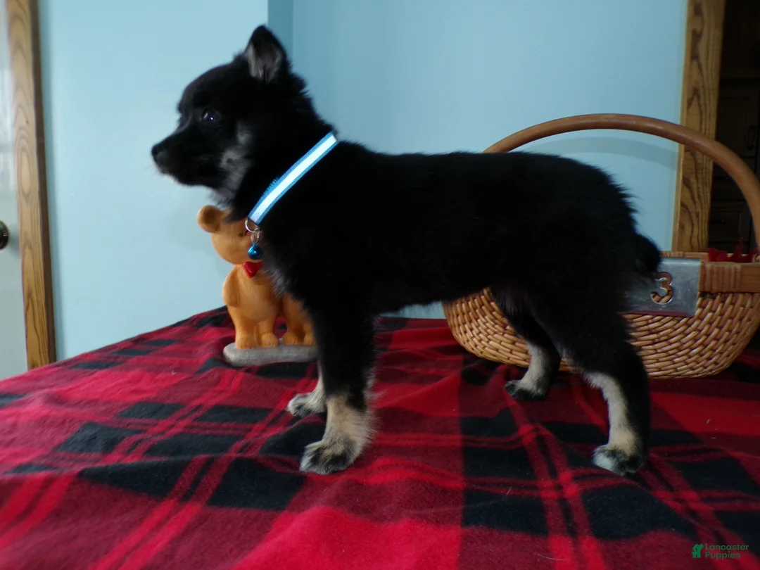 Alaskan Klee Kai dogs for sale: Alaskan Klee Kai Puppy 3 Bethany - Ad 4