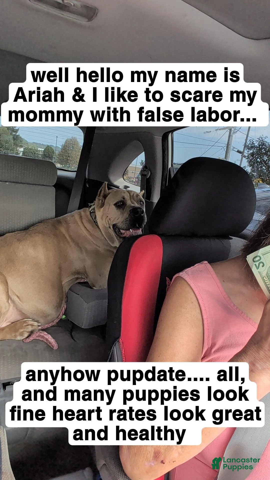 Cane Corso dogs for sale: female- yellow collar - Ad 3