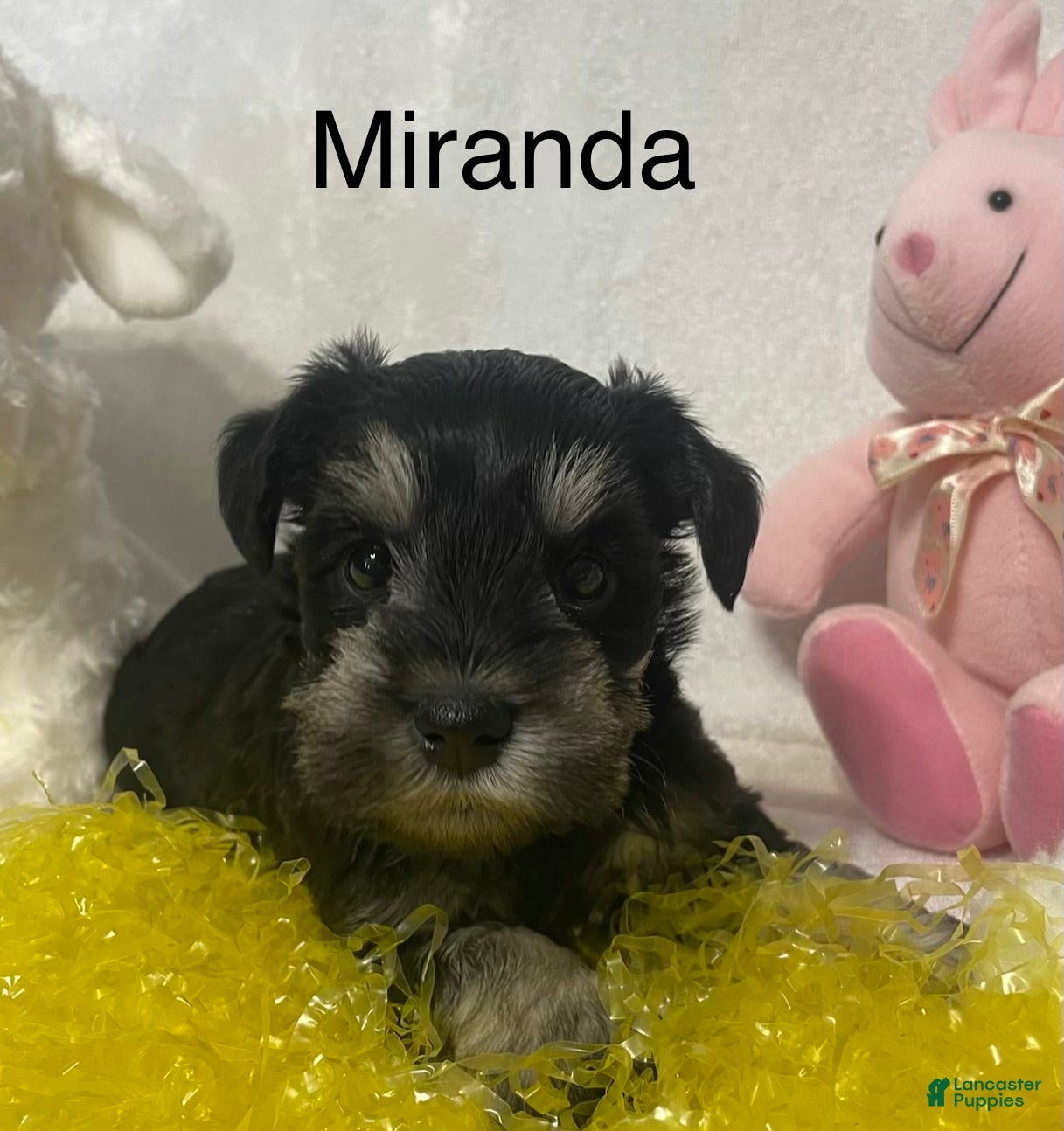 Miniature Schnauzer dogs Miniature Schnauzer Puppy 5 Miranda - Ad 1