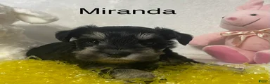 Miniature Schnauzer Puppy 5 Miranda