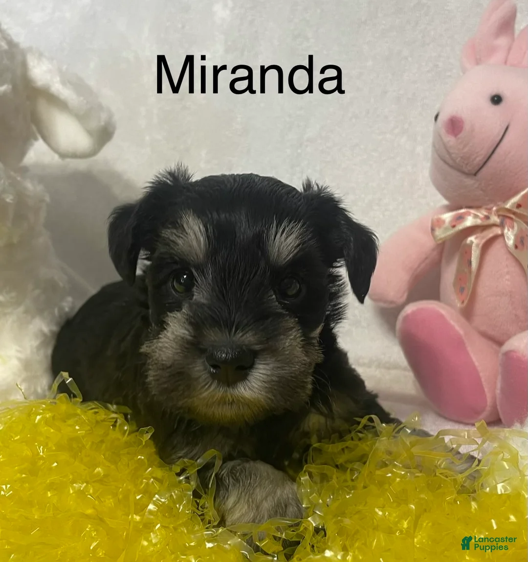 Miniature Schnauzer dogs for sale: Miniature Schnauzer Puppy 5 Miranda - Ad 1