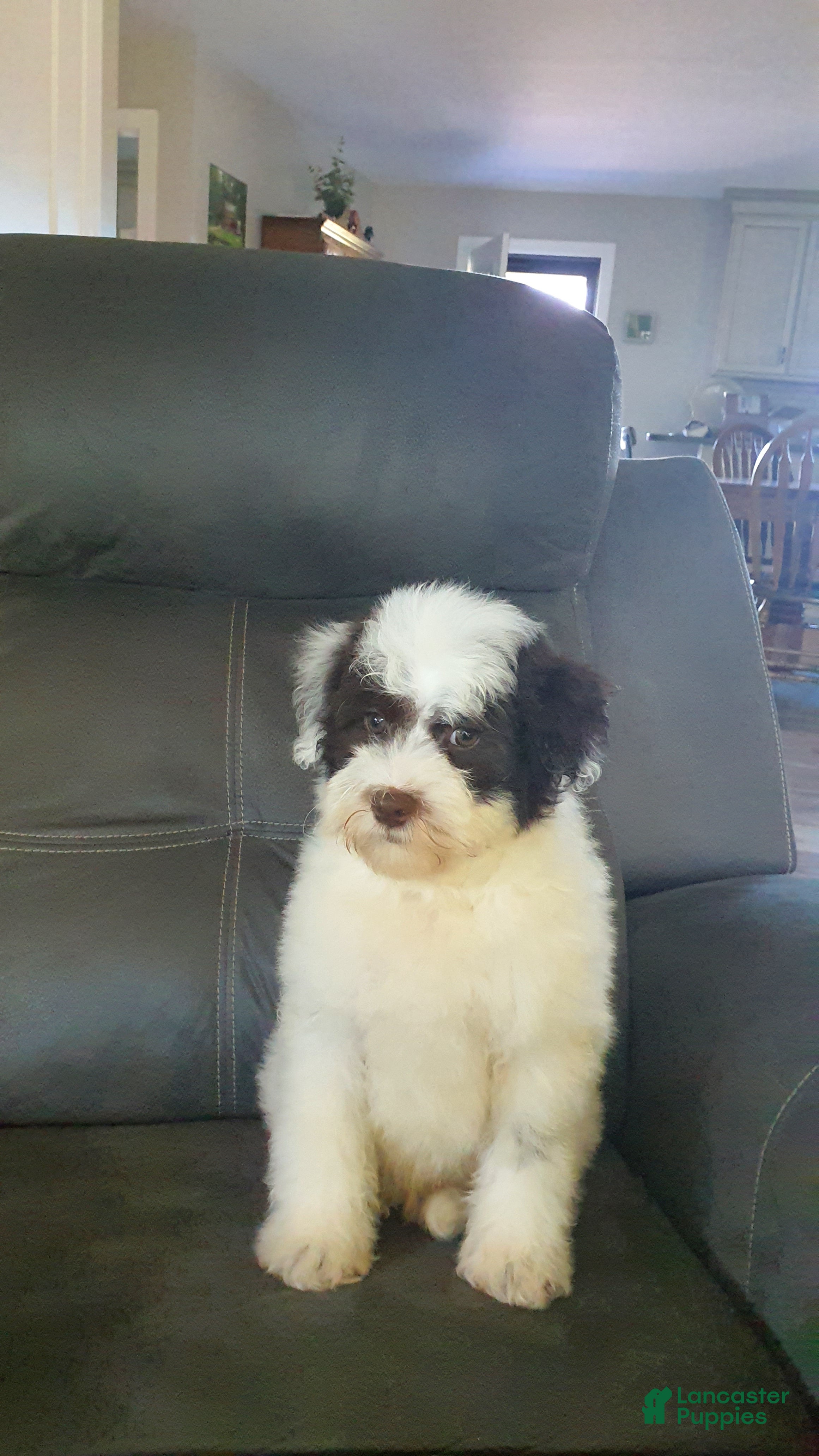 Aussiedoodle dogs Rexy - Ad 2