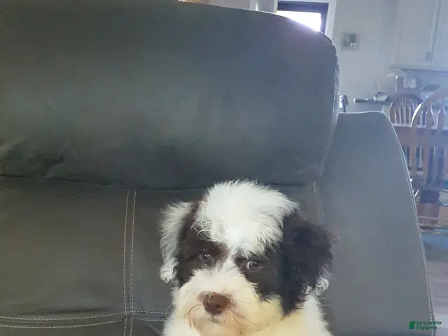 Aussiedoodle dogs Rexy - Ad 2