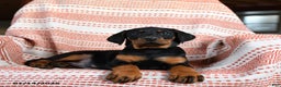 Doberman Pinscher dogs for sale: Ava  - Ad 3
