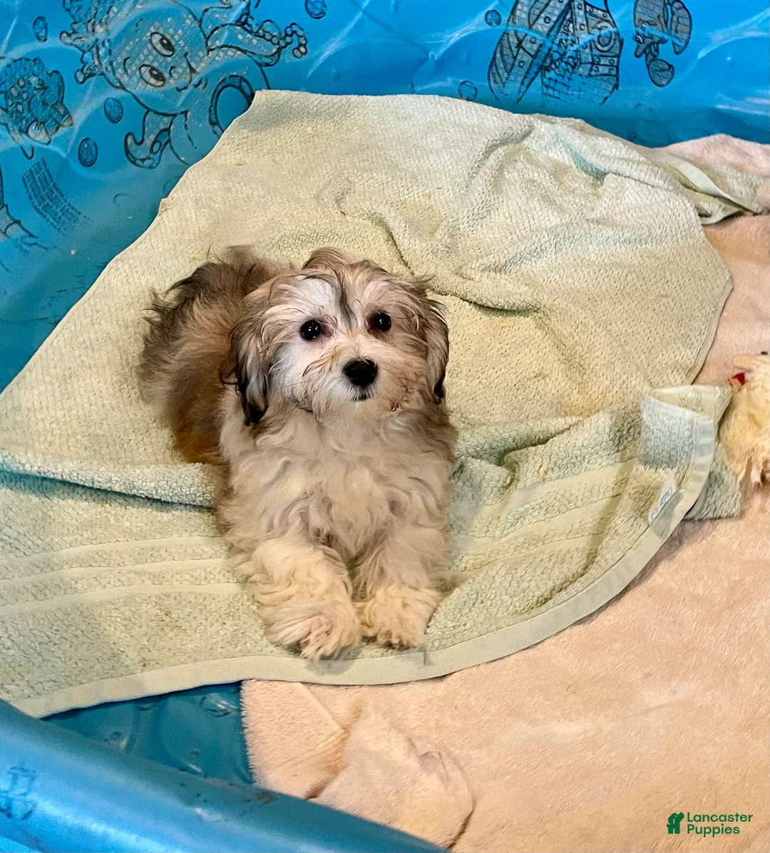 Mixed Breed dogs for sale: Sierra - Ad 3