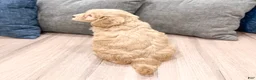 Mini Goldendoodle dogs for sale: Jenna - Ad 6