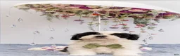 Malshi dogs for sale: Biscotti  - Ad 2