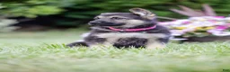 German Shepherd dogs for sale: Princess - Ad 7
