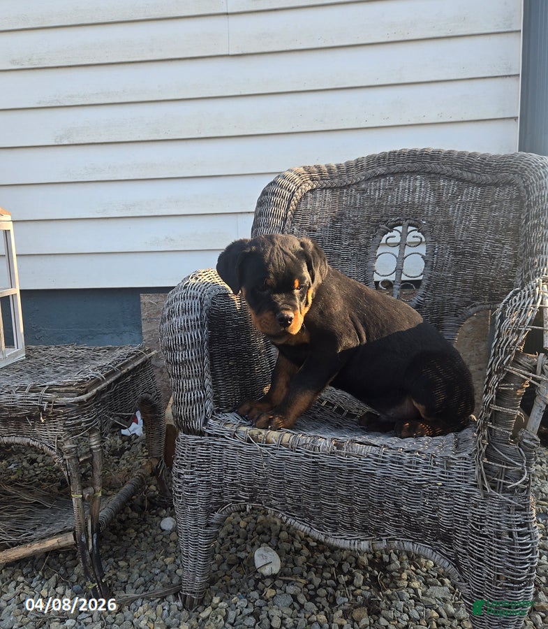 Rottweiler dogs Keith - Ad 2