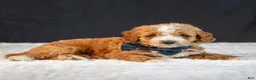 Mini Goldendoodle dogs for sale: Scout - Ad 5