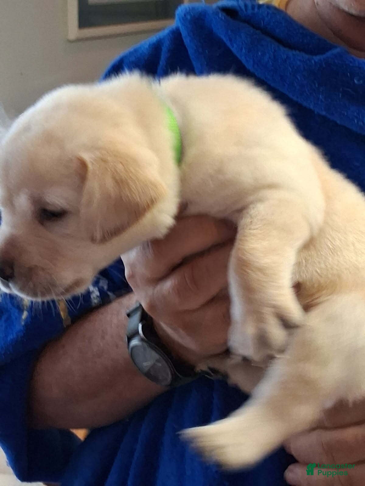 Labrador Retriever dogs Bright Green Collar - Ad 21