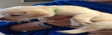 Bright Green Collar
