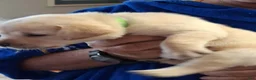Labrador Retriever dogs for sale: Bright Green Collar - Ad 1