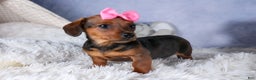 Miniature Dachshund dogs for sale: Jenny - Ad 15
