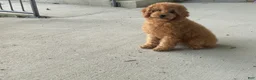 Mini Goldendoodle dogs for sale: Molly Mini Goldendoodle  - Ad 20