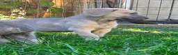Cane Corso dogs for sale: Athena - Ad 2