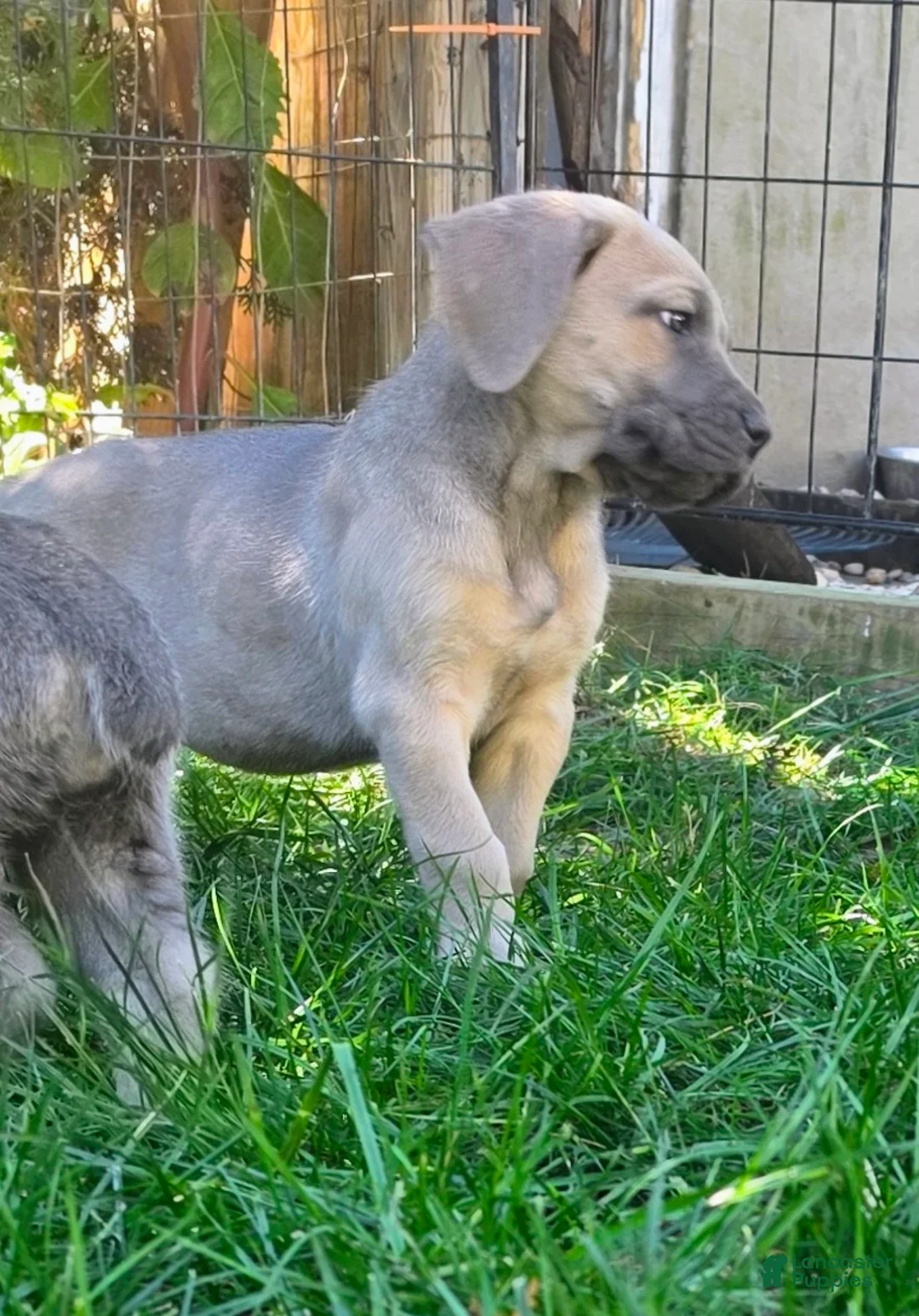 Cane Corso dogs for sale: Athena - Ad 2