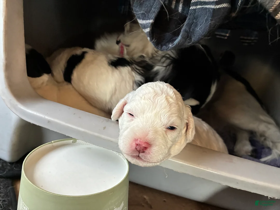 Havapoo dogs for sale:  Puppy 1 - Ad 1