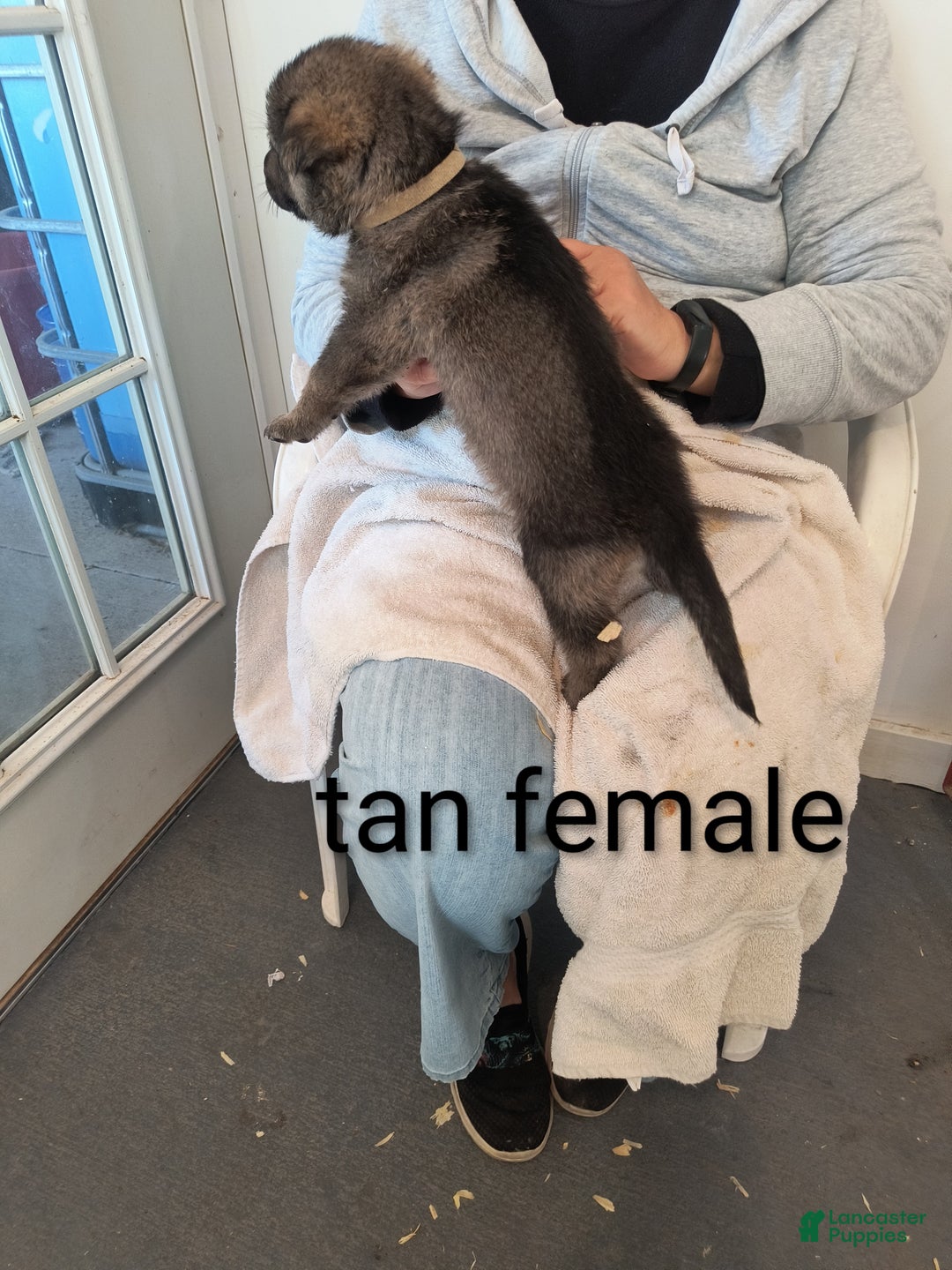 German Shepherd dogs for sale: Tan collar female  - Ad 3